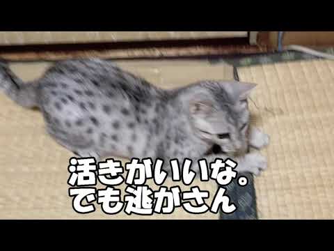 【エジプシャンマウはる】　あたしの白ねずみ （猫動画）