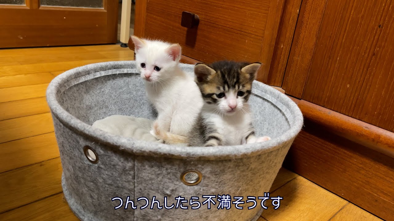 シャム母さんの洗礼を受けました：生後３５日目