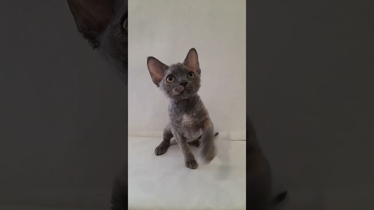 Blue and Cream Tortoiseshell Devon Rex Kitty Named Dora
