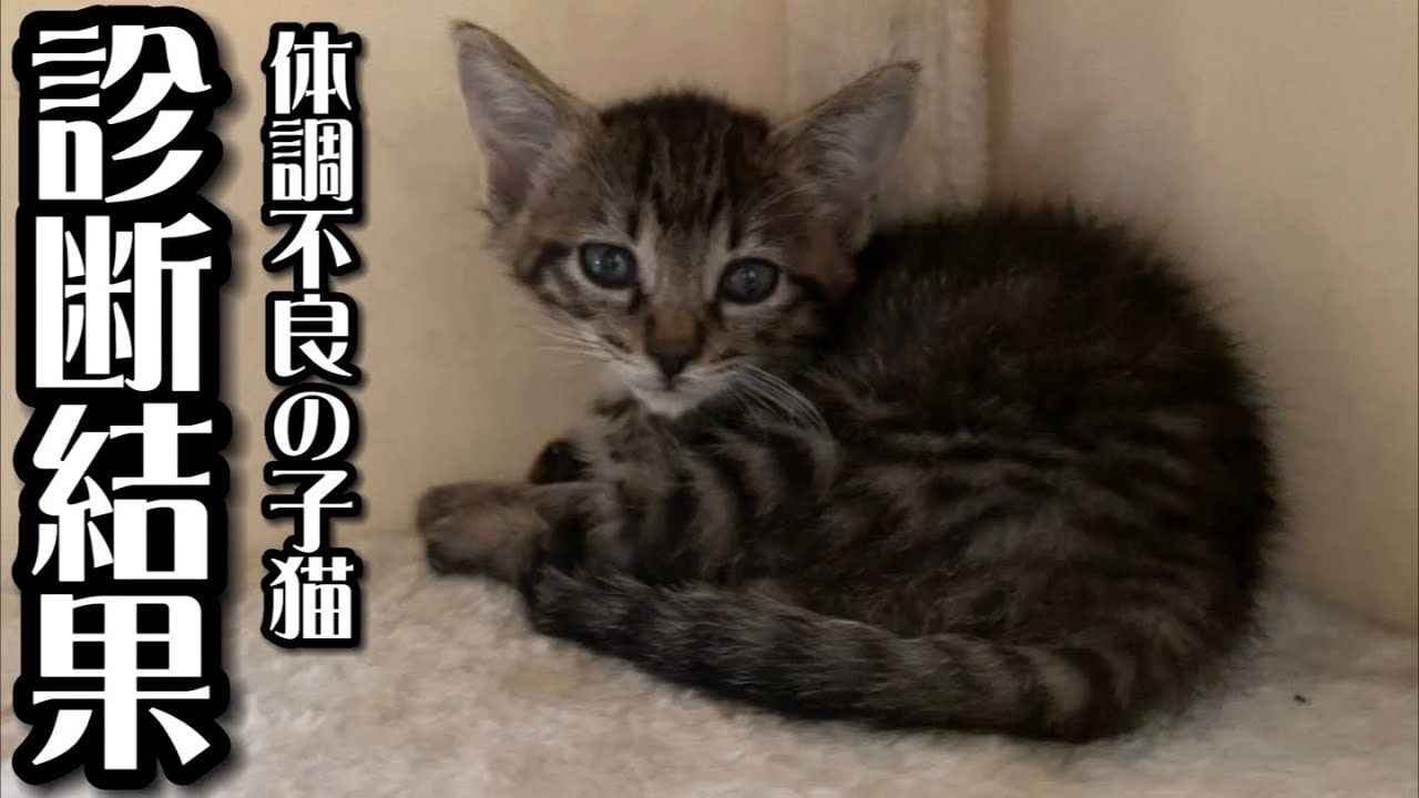 体調が急変し動物病院を受診した子猫、まさかの診断結果でした…