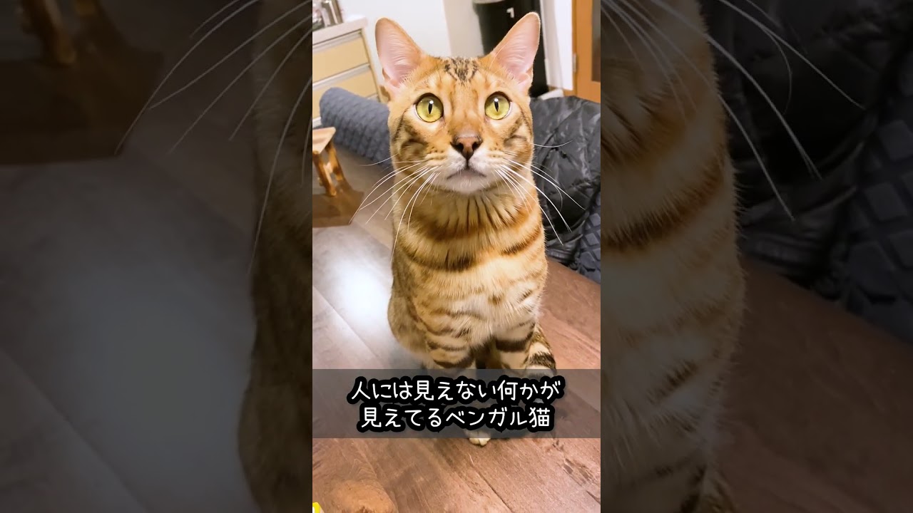 人間 には見えない何かが見えてるベンガル猫 #shorts