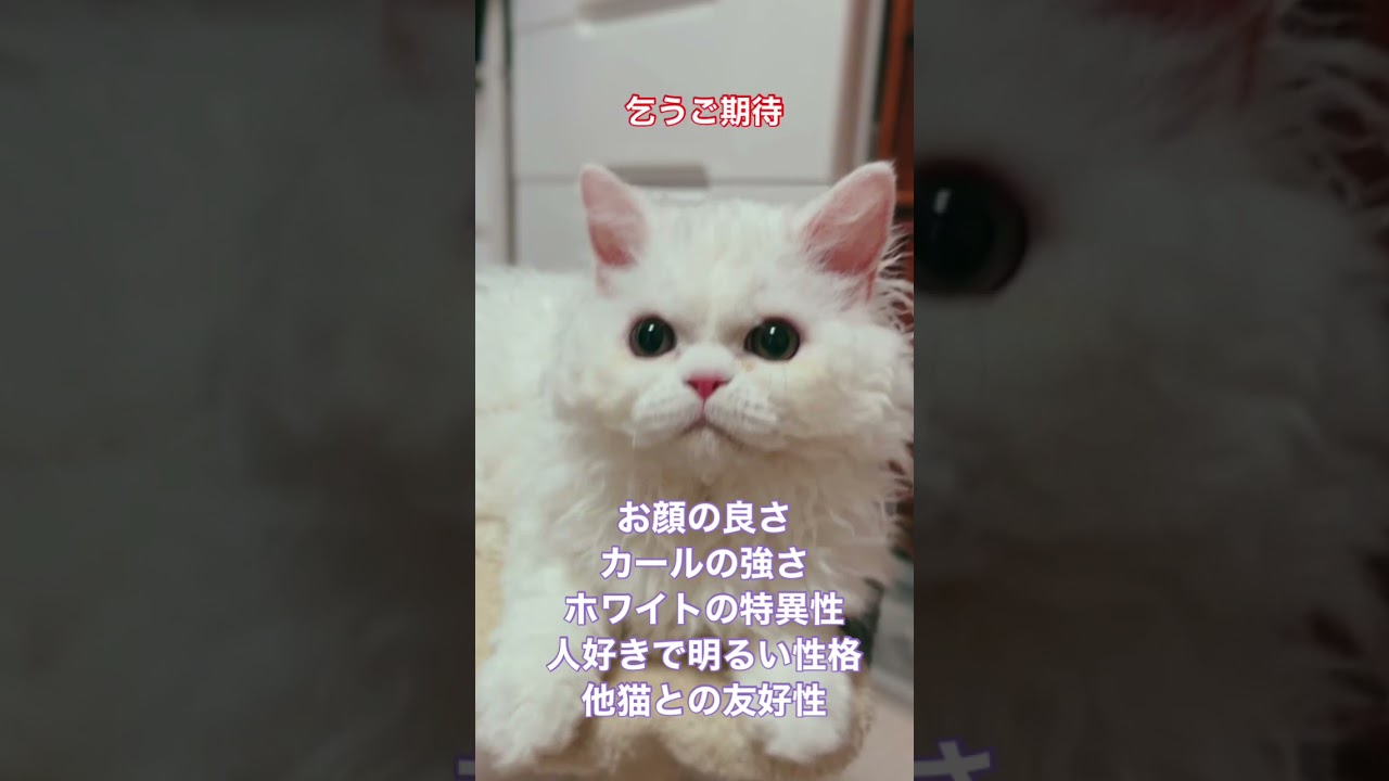 【セルカークレックス】期待の猫ちゃん#shorts