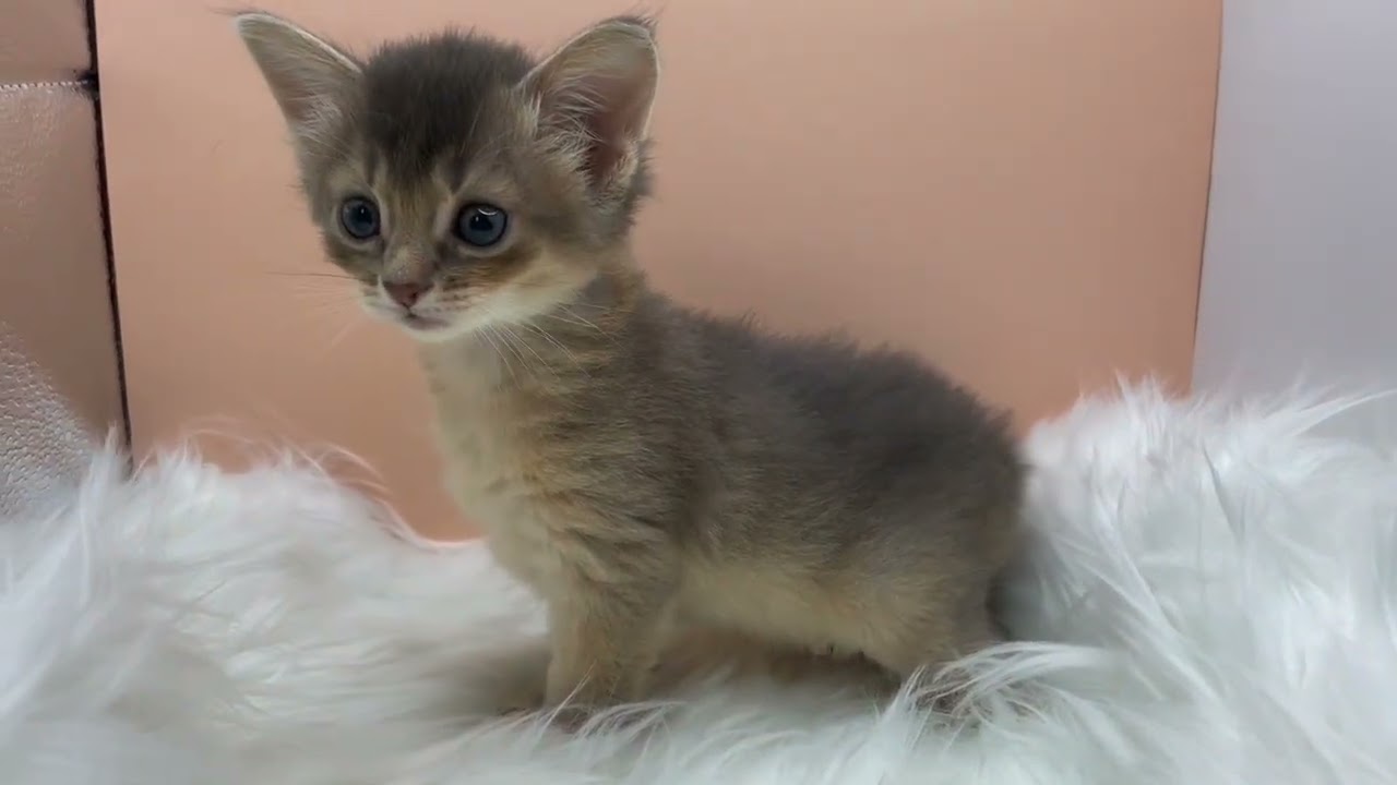 ソマリ 【ブルー】ソマリの美人姉妹✨