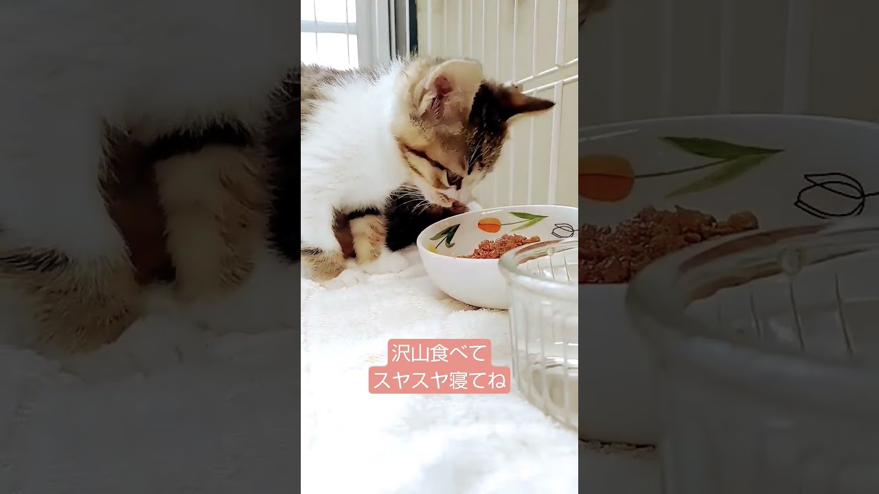 #保護猫 #里親募集中 #子猫 #kitten #cat