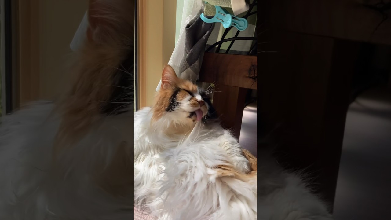 朝日を浴びながら毛繕いするパンク💕【メインクーン】