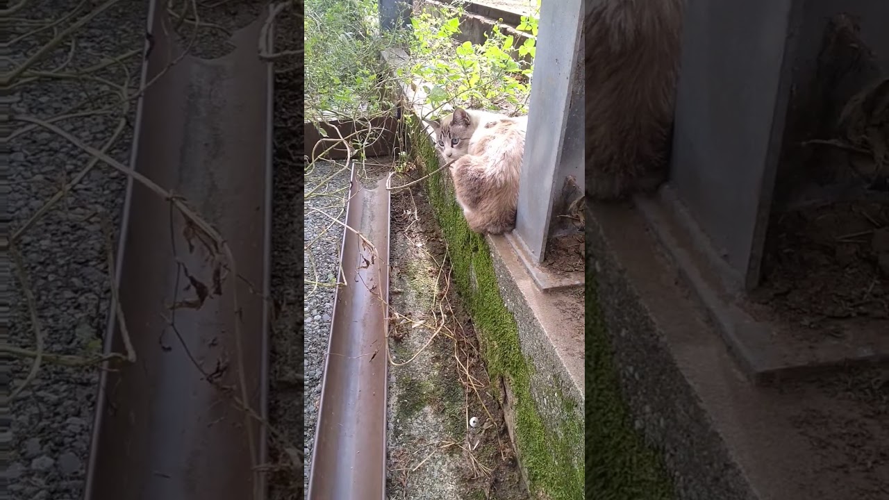 【ぽい】 #猫動画 #シャム猫ミックス #short