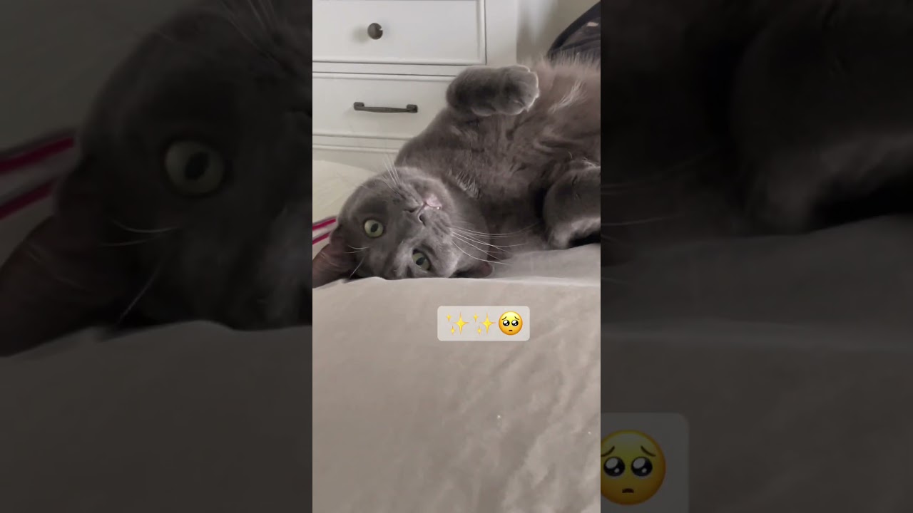 Aww 😊🤪🥺 #cat #cute #meow #milkshake #funny