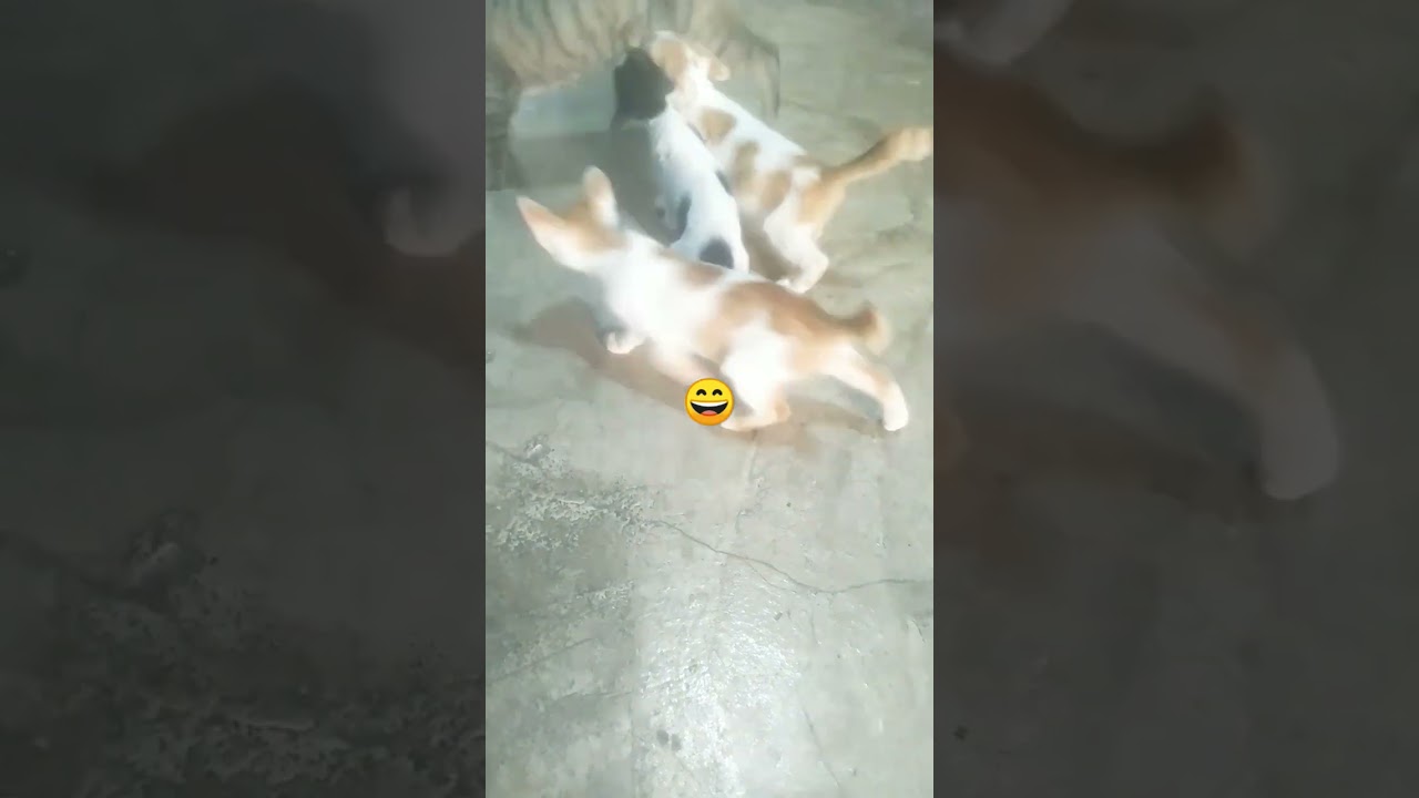 Cute cat is breastfeeding #shorts #cat #catlover #kitten #babycat