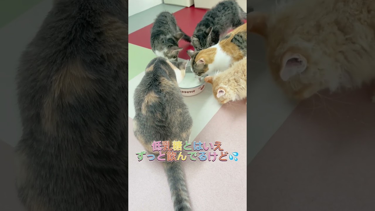 にゃんこが大好きなミルク🍼 #ラパーマ #ブリーダー直販 #マンチカン #子猫 #猫 #ミヌエット #猫のいる暮らし #子猫販売 #スクーカム #猫動画