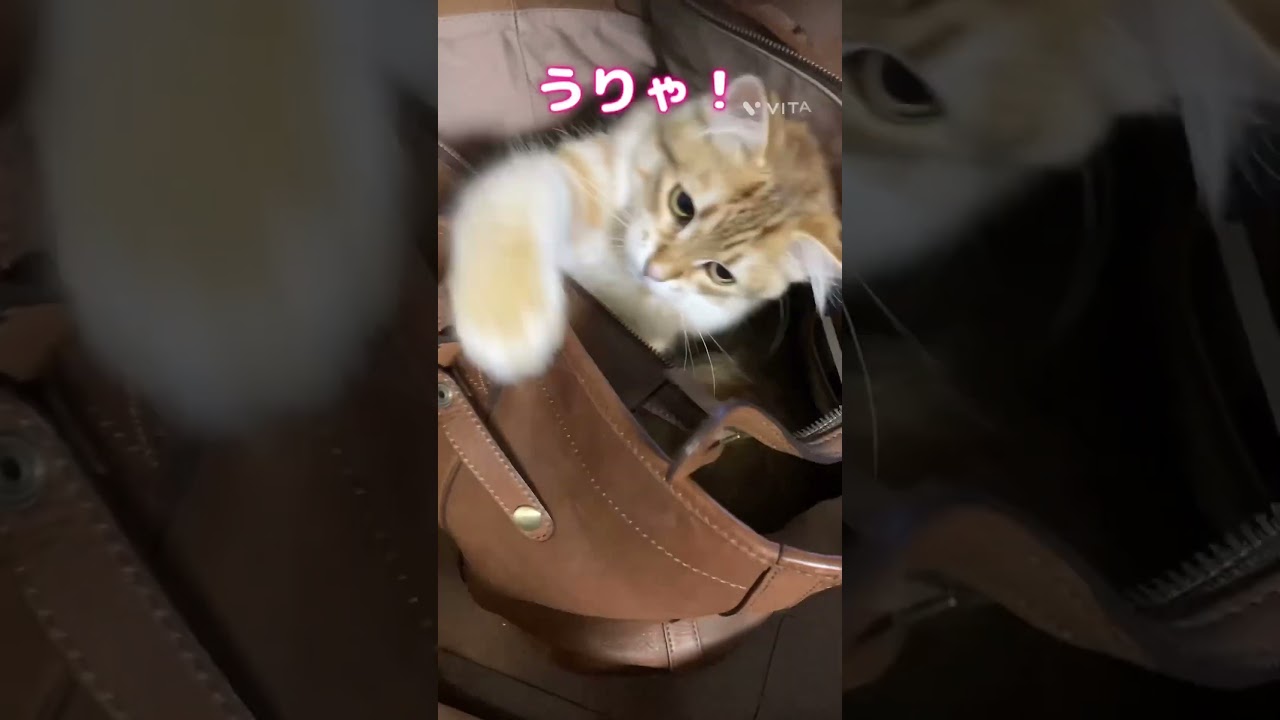 れお猫鞄を占拠#サイベリアン #ねこのいる生活 #ネコ好き #サイベリアン子猫　#cat #gatto #siberian#生後6ヶ月半