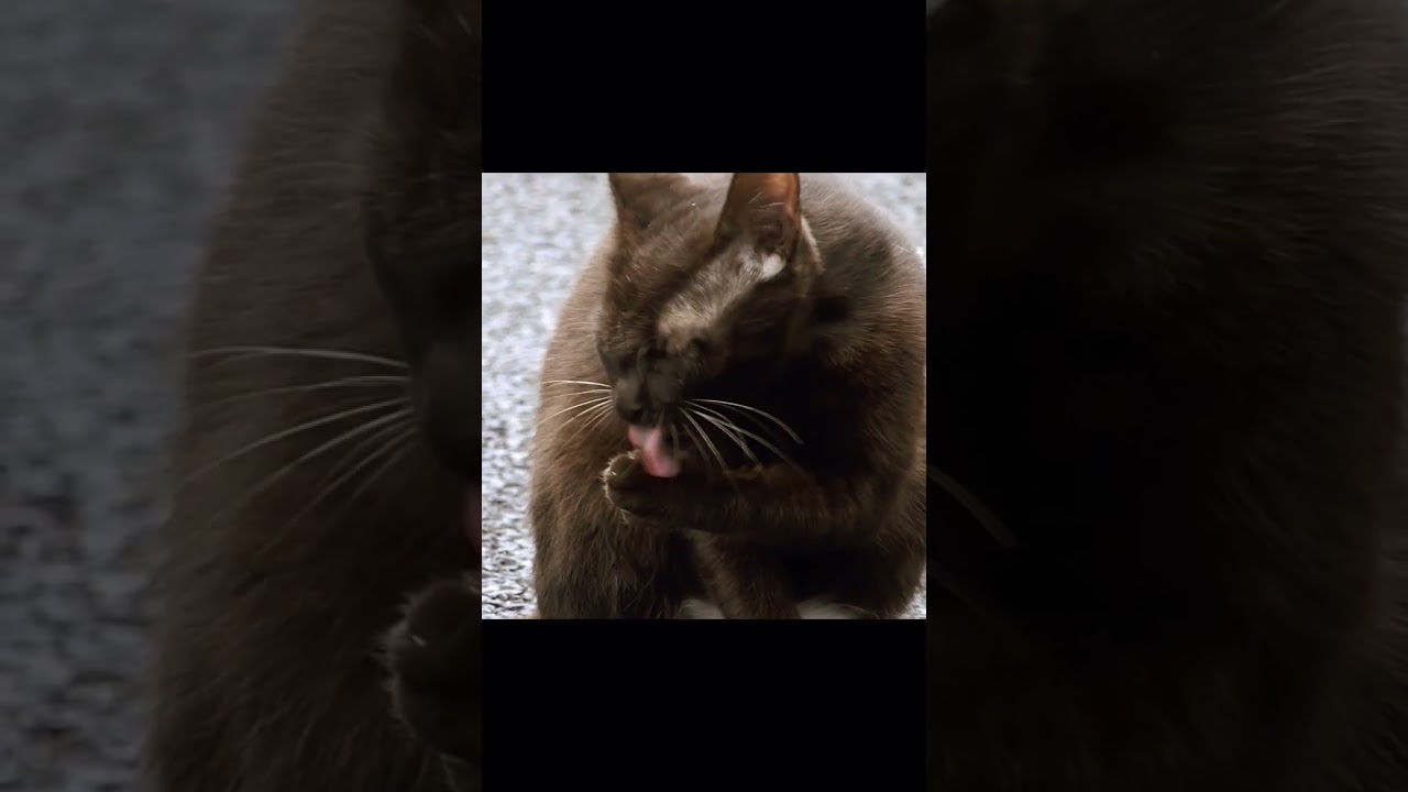 Funny Brown Cat Lovely Happy Cute