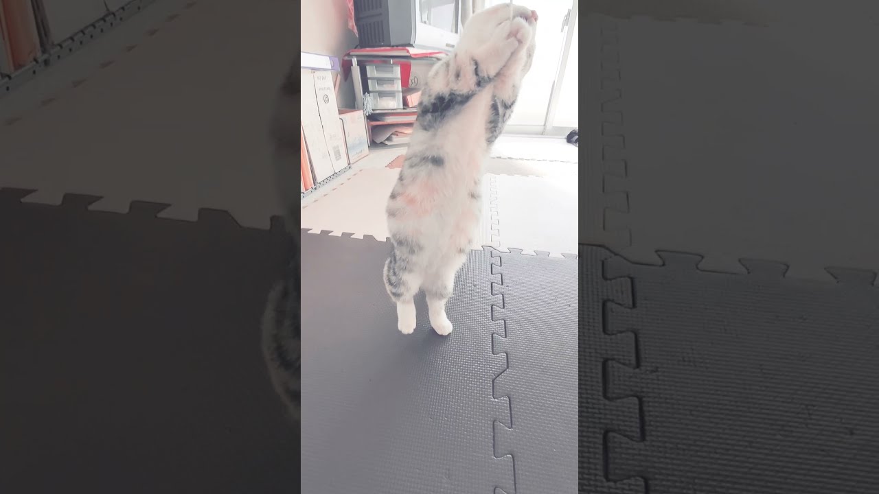 [子猫] (短足マンチカン×アメリカンカール)キンカロー~二足立ちの子猫は欲しいおもちゃを取ろうとする姿が可愛いです  #S9