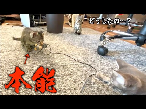 狩猟本能に目覚めた子猫ちゃん