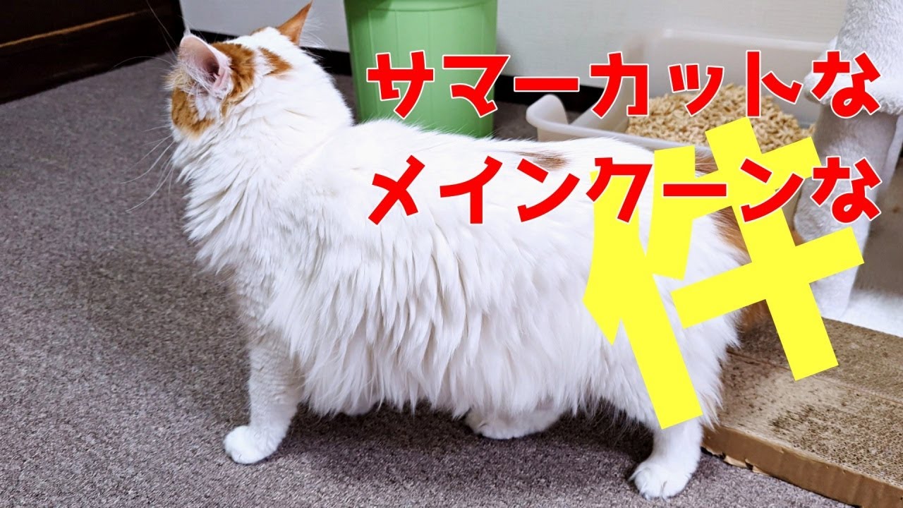 サマーカットですっきりなメインクーンが激おこな件