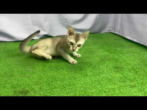 2023/02/28生まれのシンガプーラの男の子です！②