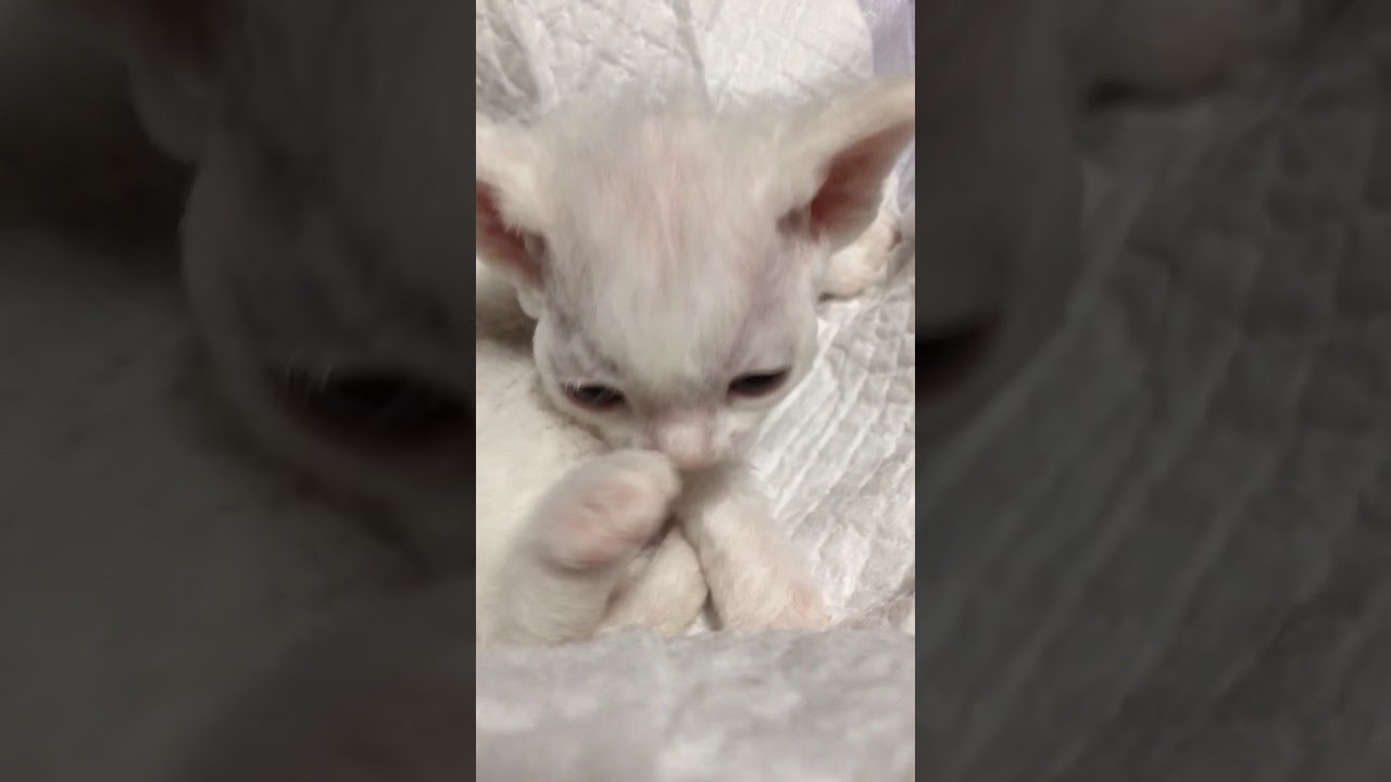 ホワイトプードルちゃん🎀