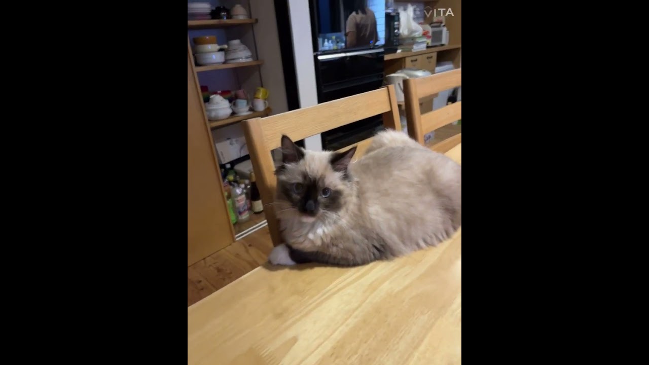 ラグドール　キッチンに猫が‼︎
