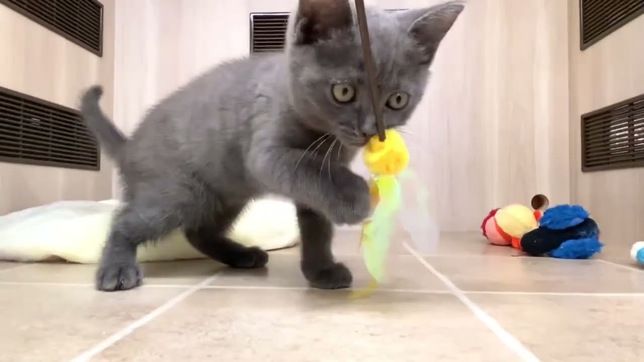 60624　ブリティッシュ・ショートヘアー