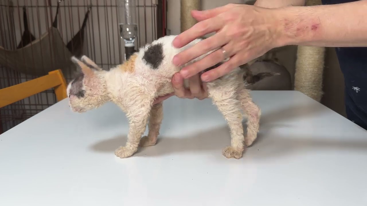 セルカークレックス（2023.6.2）