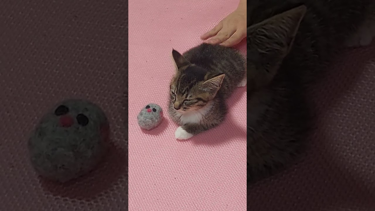 子猫にかんちょー【チビ虚無猫】 #cat #猫のいるくらし #猫動画 #kitten