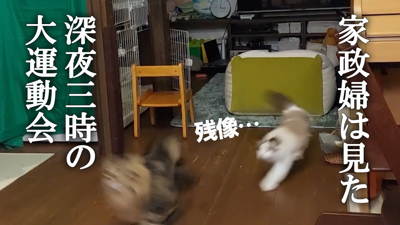 ラグドールとサイベリアンの深夜の大運動会を今度こそ撮影したらこんな感じになったよ！