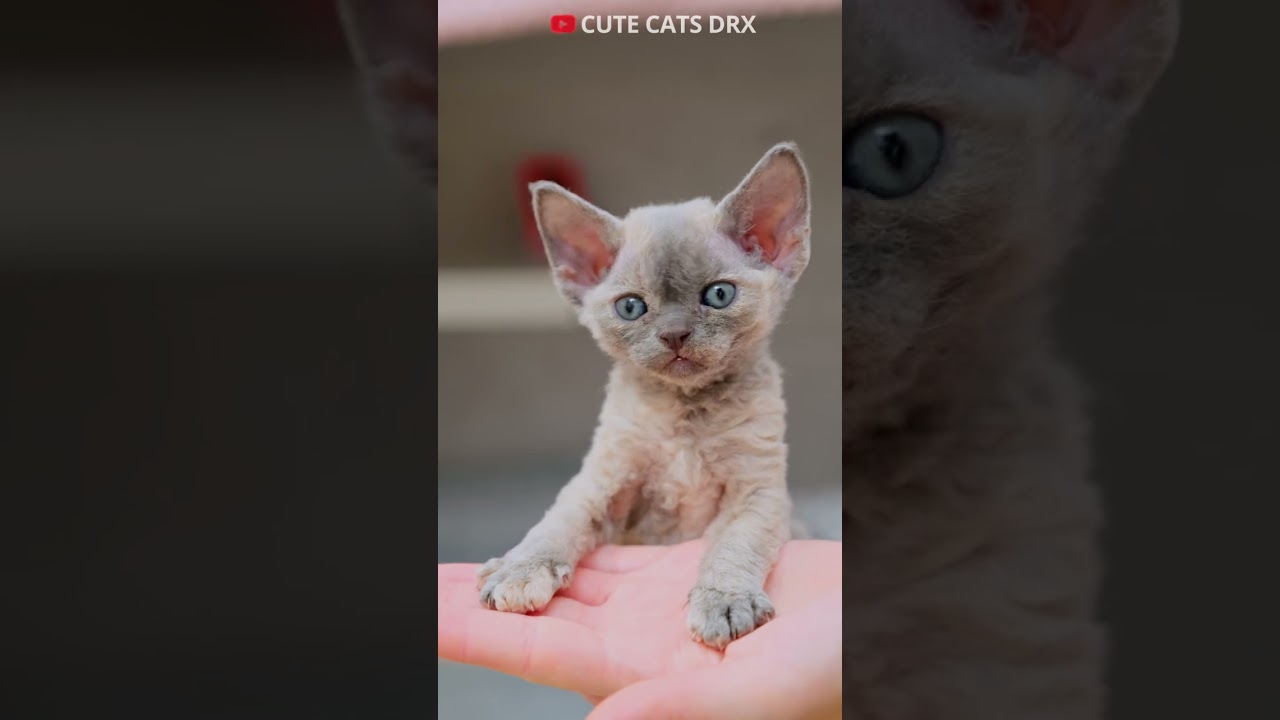 1 month old kittens Devon Rex #shorts