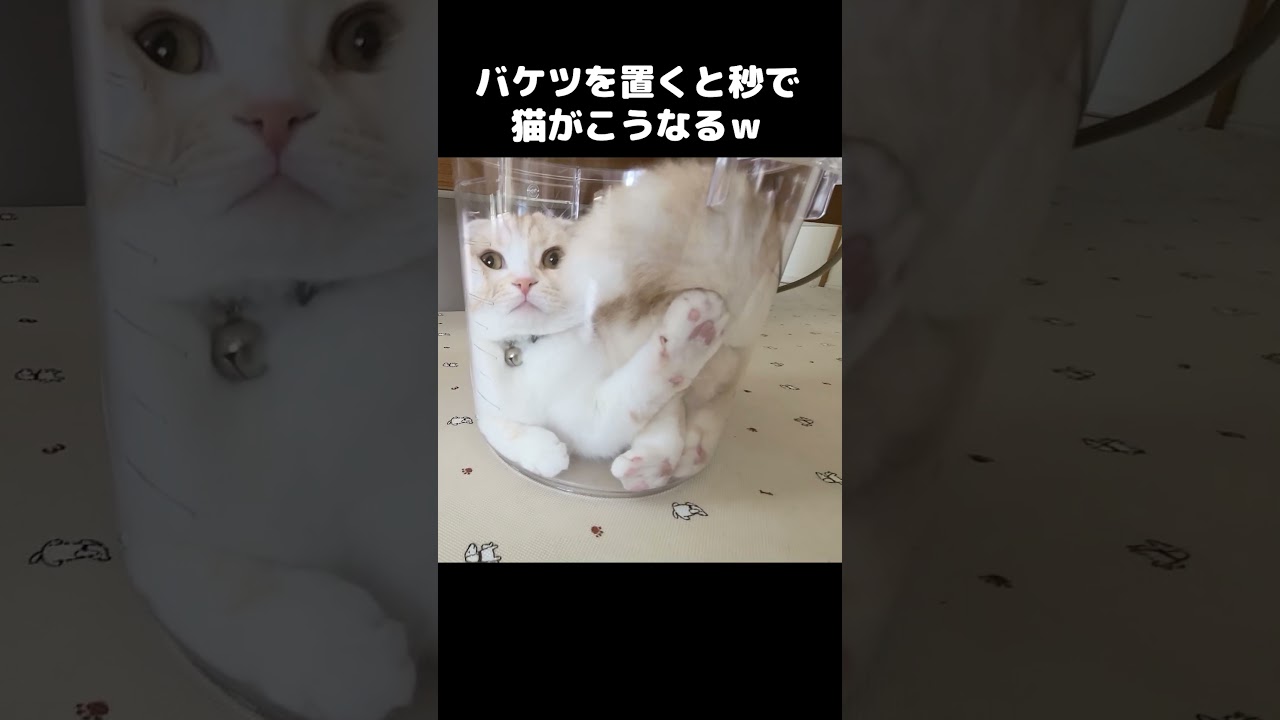 バケツを置くと秒で猫がこうなります...笑#shorts