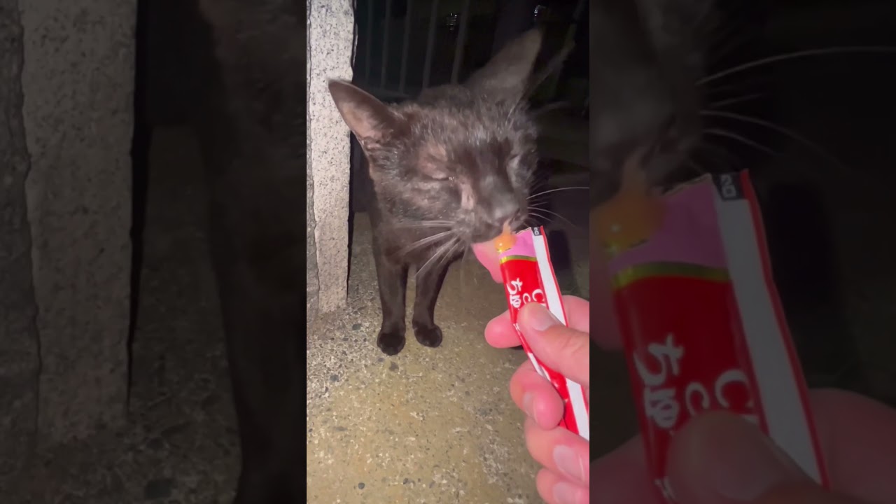 黒猫まーくんモフらせてくれない#shorts#猫