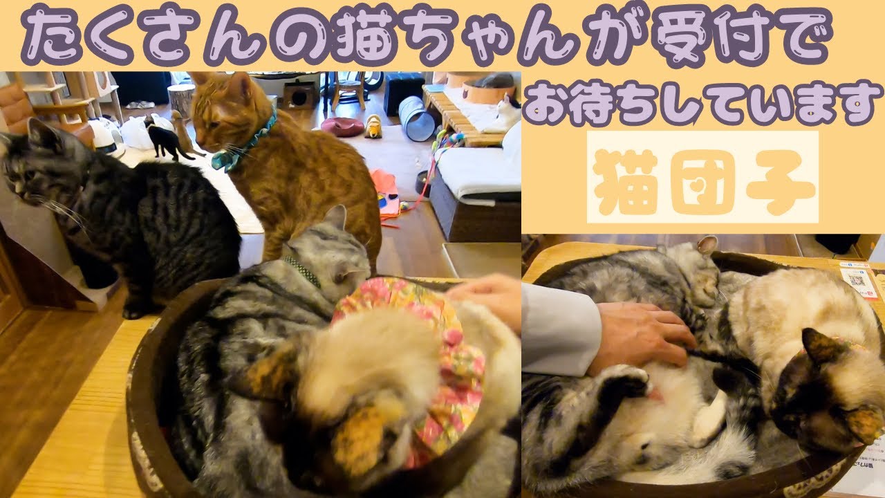 シャム猫ミックスとアメショミックス仲良く猫団子と日本一賑やかな受付（保護猫カフェ森のねこ舎）淡路happiest receptionist in the world with lots of cats