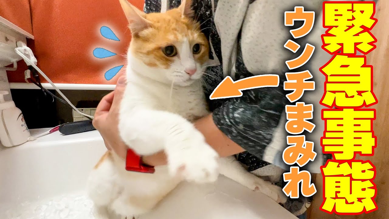 忙しすぎる朝になぜか猫がウンチまみれになる緊急事態が発生しました…【水責め】
