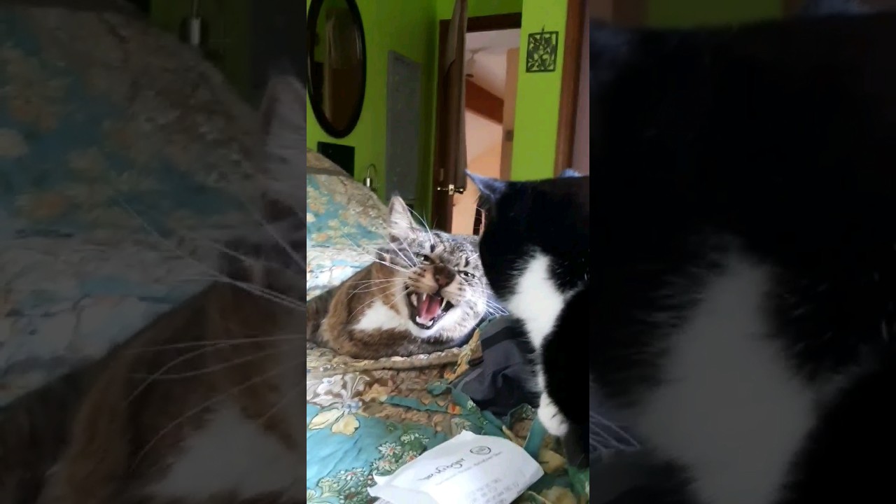 Rosie & Stella becoming friends?