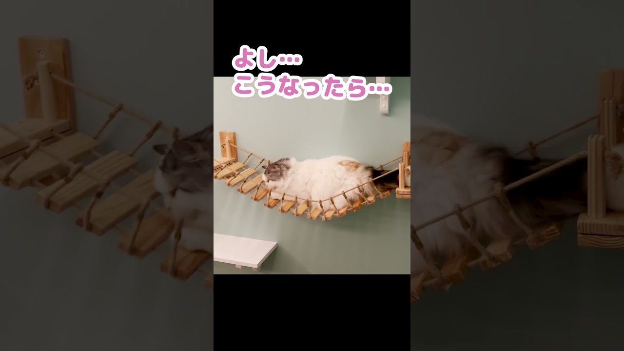 皿を割ったのは僕じゃないんです #Shorts