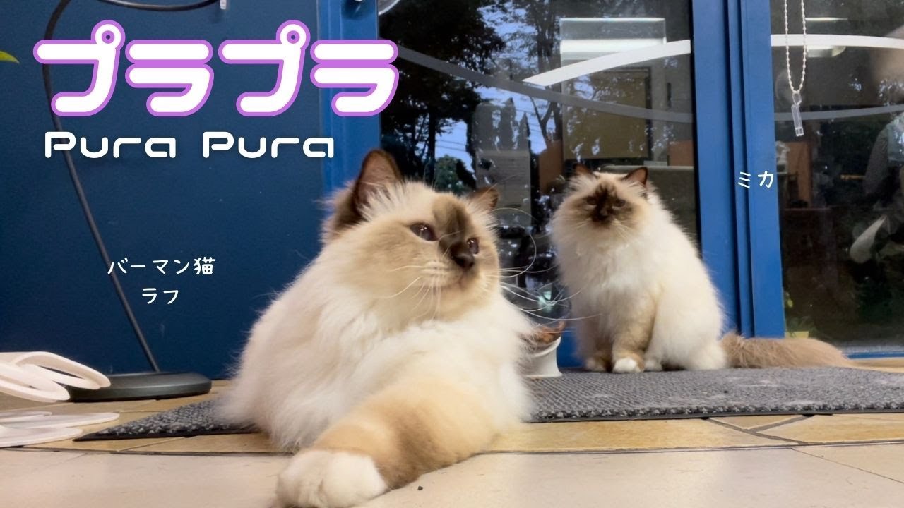 バーマン猫ラフとミカ【プラプラ】Pura Pura（バーマン猫）Birman/Cat