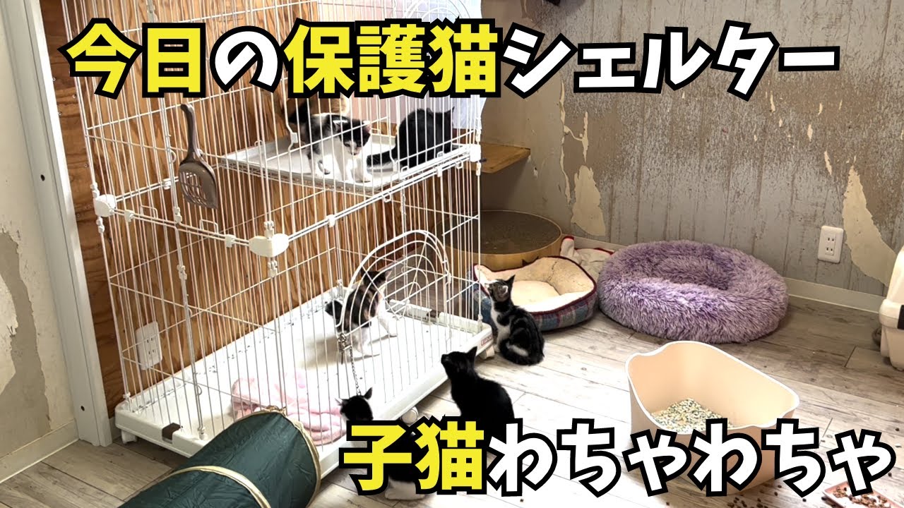 【今日の保護猫シェルター】子猫わちゃわちゃ部屋