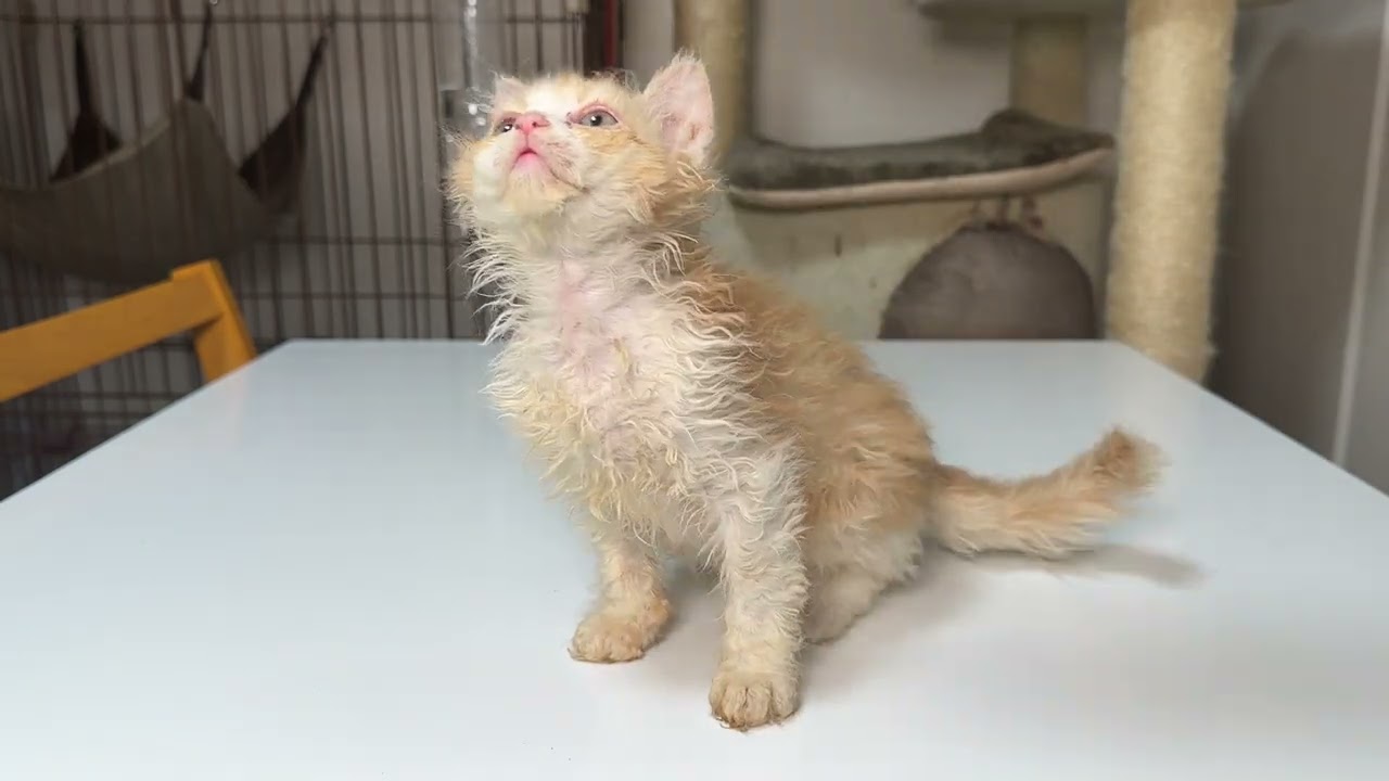 セルカークレックス（2023.4.6）