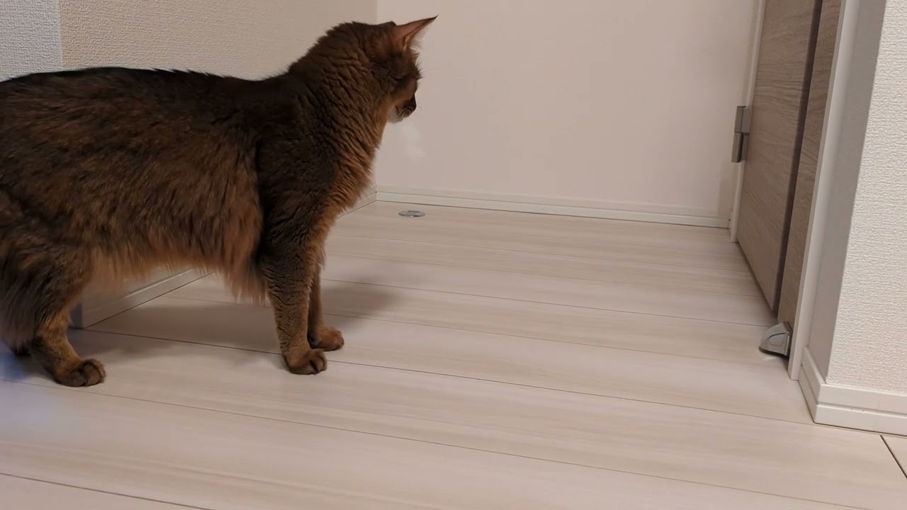 【516日目】ソマリの鳴き声は鈴だっけ？ #ソマリ #cat