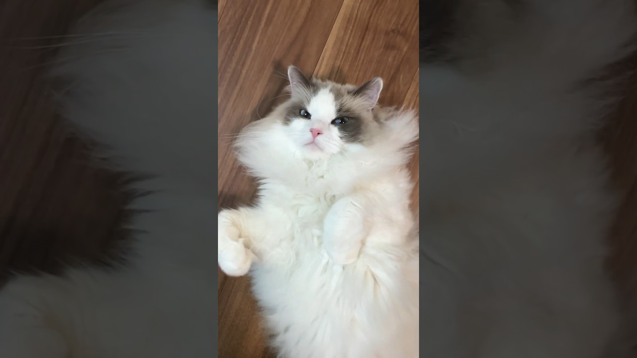 仕事中、落ちてる猫を見つけました #ラグドール #猫