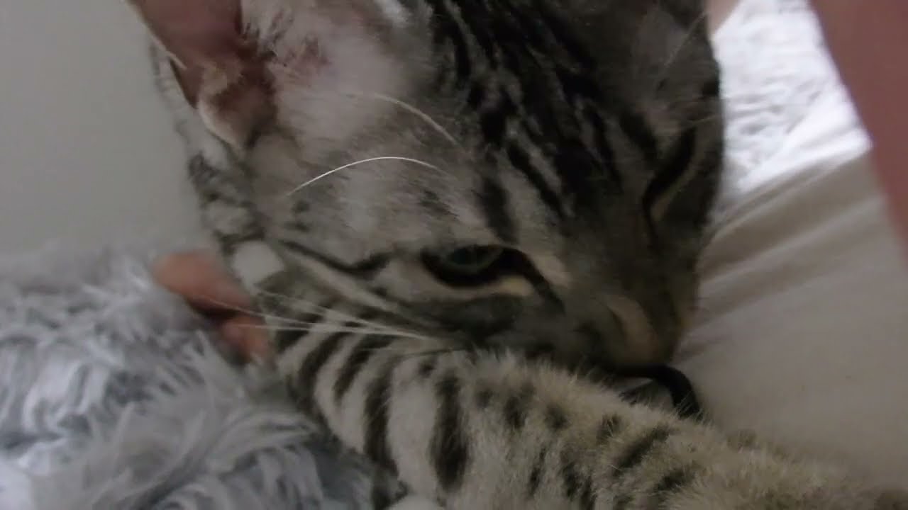 ひもひもちょいちょい(=^☆▽☆^=)