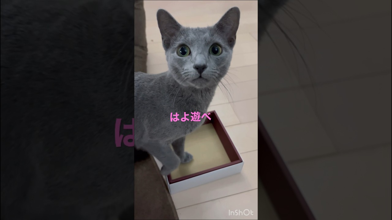 ぐりこが立った！　　#Shorts #ロシアンブルー　#ねこ　#ねこ動画　#cat #猫　#Russianblue