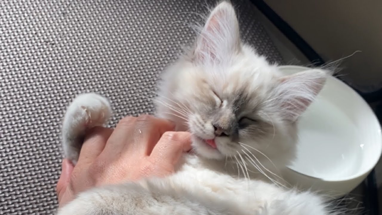 【バーマン】ベロをしまい忘れる姫がかわいすぎた！#子猫#バーマン#シロル