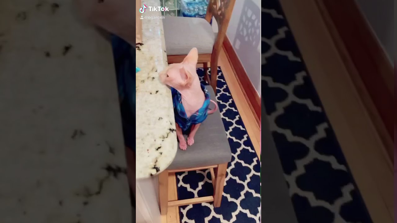 Hairless Cat In Sweater Talking To His Mom