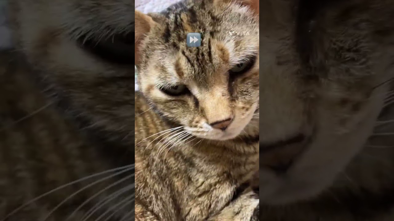 おじいちゃん猫のうたた寝🤭