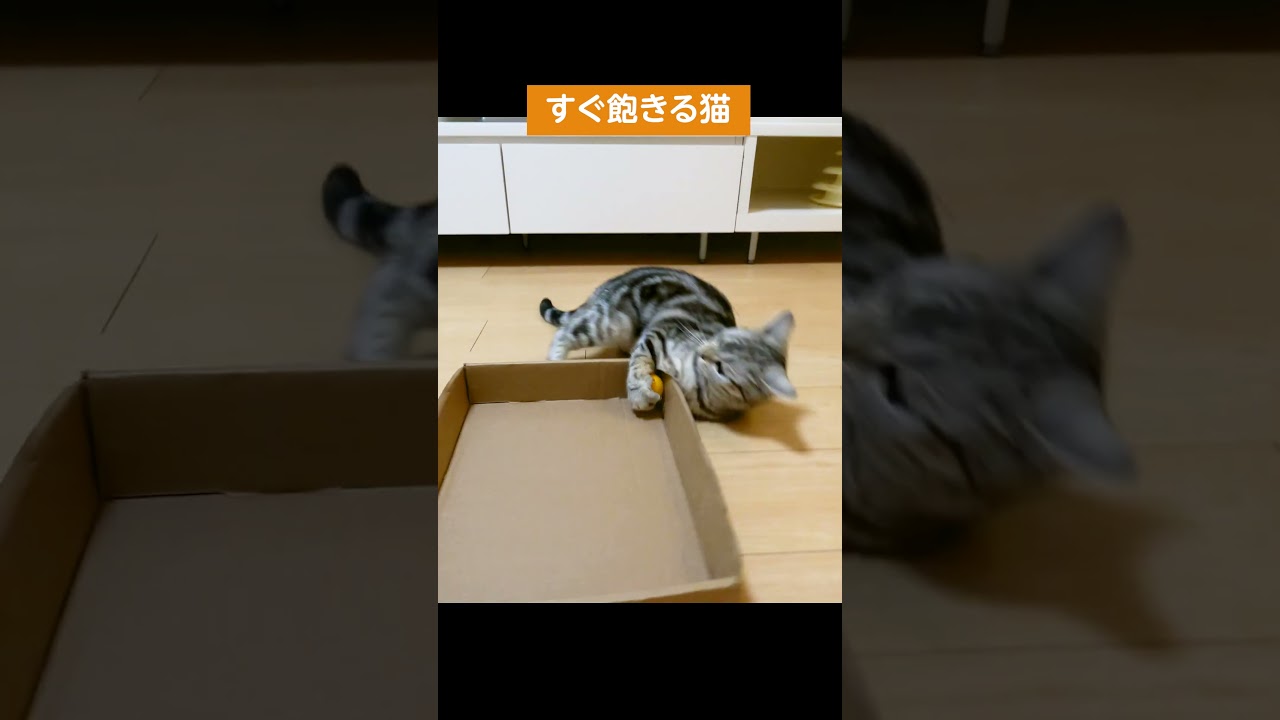 ピンポン球にすぐ飽きる猫【アメリカンショートヘアー】 #shorts #猫動画 #アメショ