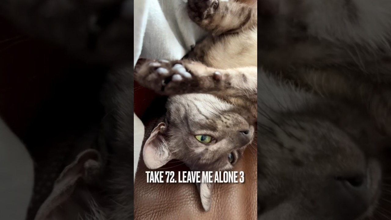 #構われすぎる猫 にゃ #寝かせて #エジプシャンマウ #ねこ #sleepingcat #起こしてごめん #shorts