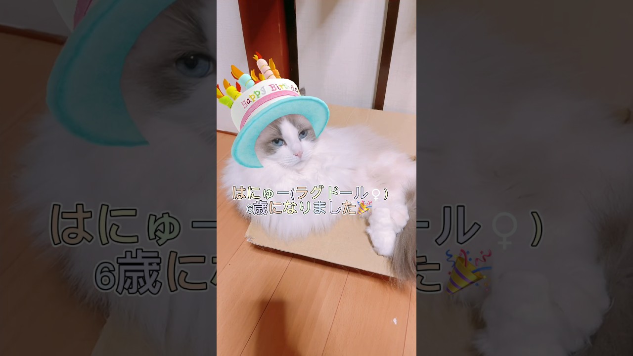 【ラグドール】はにゅー、また一つ大人の女性になりました　#猫 #cat #shorts
