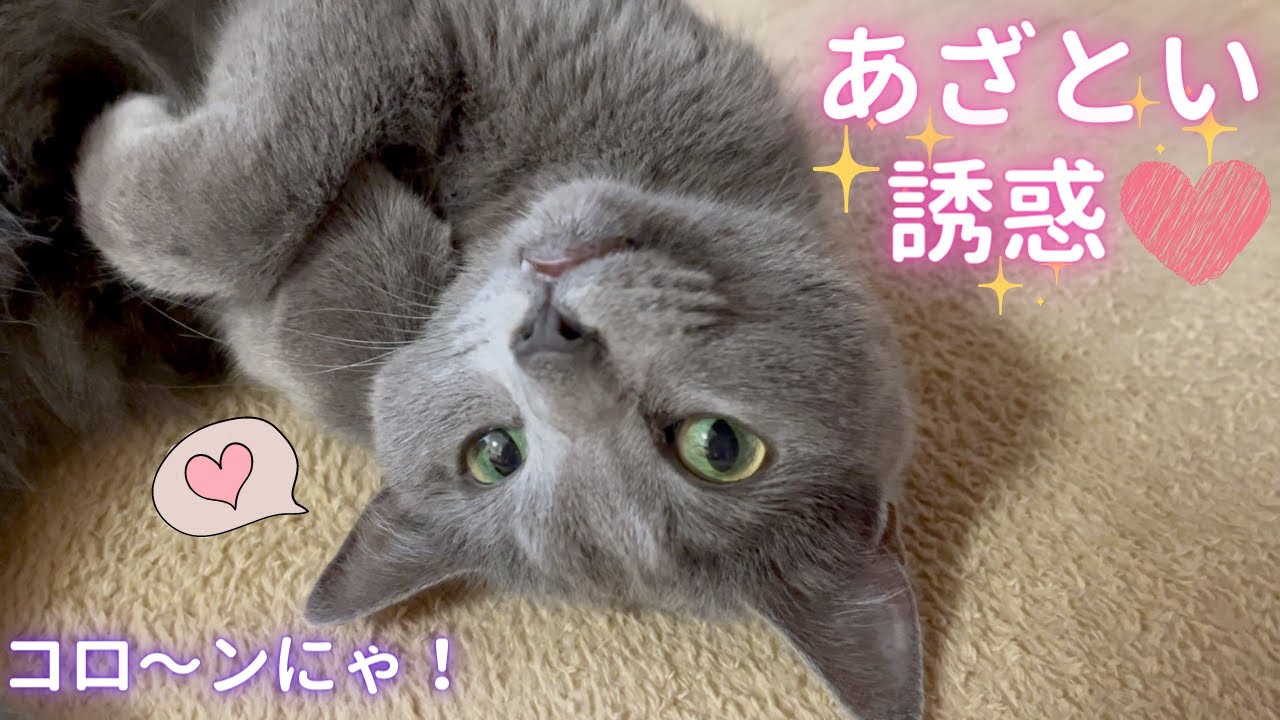 ママを誘惑するあざと可愛い猫（ロシアンブルー）