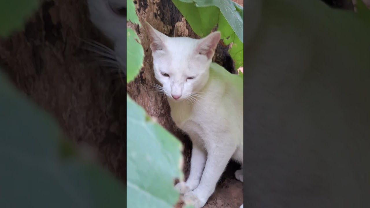 Under the shade of leaves 🍃 #chandu