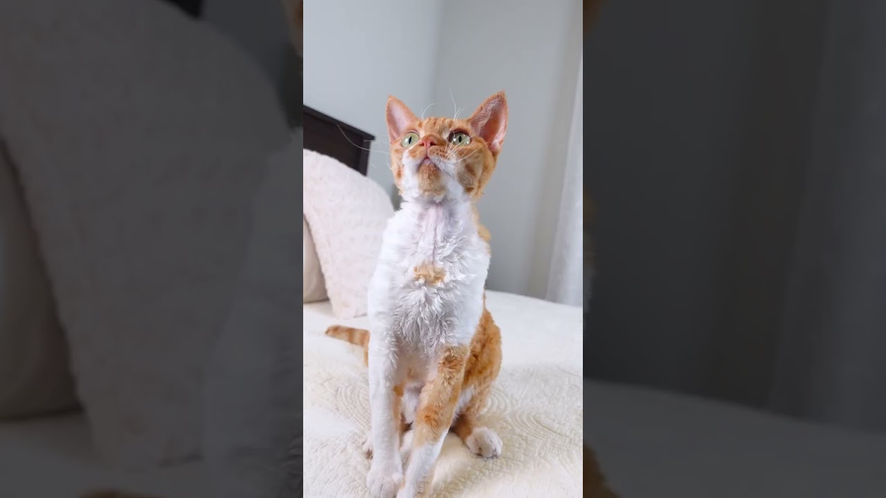 Funny Cat With Hiccups #shorts