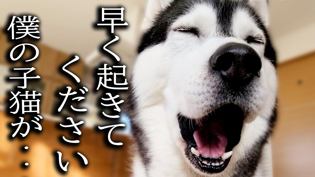 早朝にクンクンと騒いでるので頭上を見上げると子猫が...