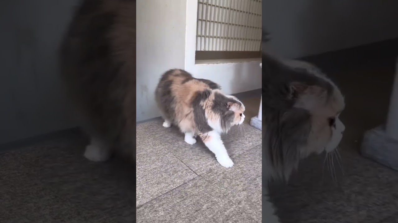 スコティッシュフォールドのノエルちゃん【猫専門ホテル】